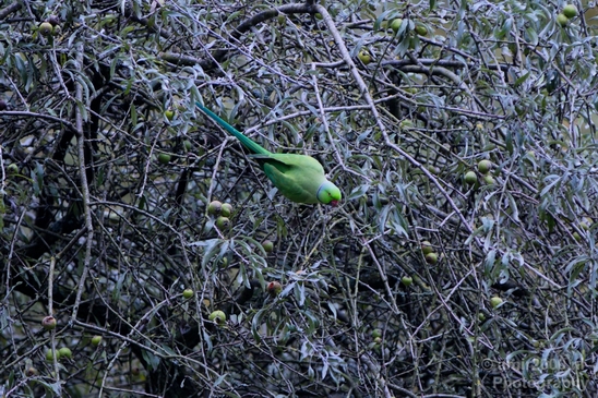 Rose_Ringed_parakeet_Birds_Photography_Landscape_012_Canon_EOS_5D_Mark_IV.JPG