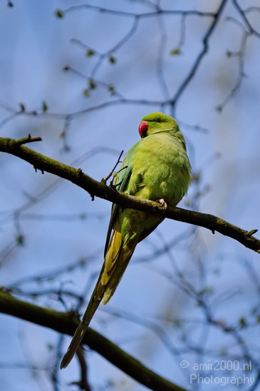 Rose_Ringed_parakeet_Birds_Photography_Landscape_012_Canon_EOS_7D.JPG