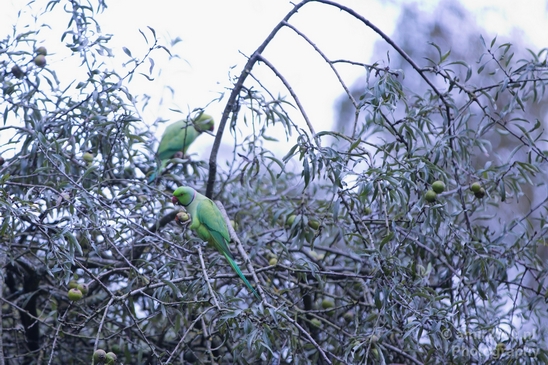 Rose_Ringed_parakeet_Birds_Photography_Landscape_013_Canon_EOS_5D_Mark_IV.JPG