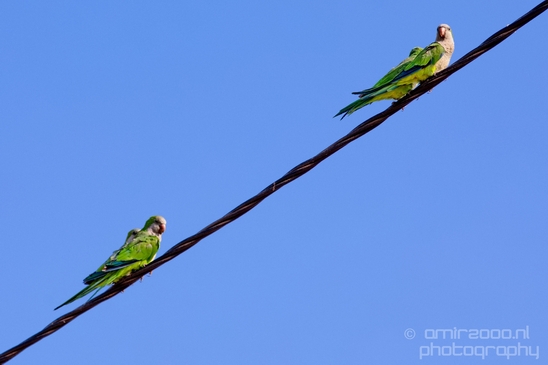 Rose_Ringed_parakeet_Birds_Photography_Landscape_014_Canon_EOS_5D_Mark_IV.JPG