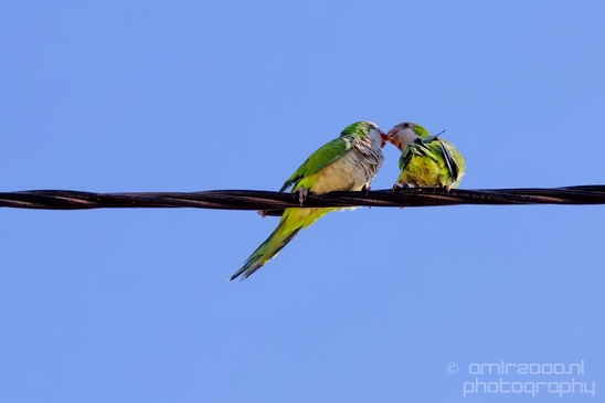 Rose_Ringed_parakeet_Birds_Photography_Landscape_015_Canon_EOS_5D_Mark_IV.JPG