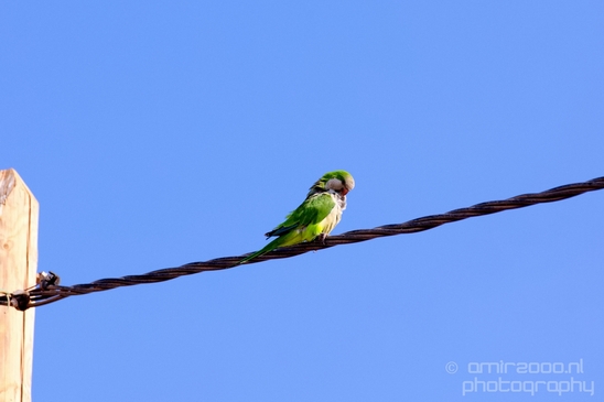 Rose_Ringed_parakeet_Birds_Photography_Landscape_016_Canon_EOS_5D_Mark_IV.JPG