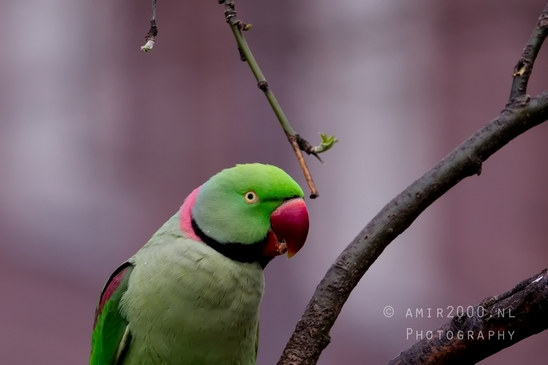 Rose_Ringed_parakeet_Psittacula_krameri_ringneck_parrot_nature_Birds_Photography_Landscape_001_Canon_EOS_5D_Mark_IV.JPG
