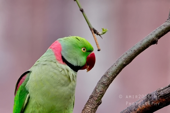 Rose_Ringed_parakeet_Psittacula_krameri_ringneck_parrot_nature_Birds_Photography_Landscape_002_Canon_EOS_5D_Mark_IV.JPG