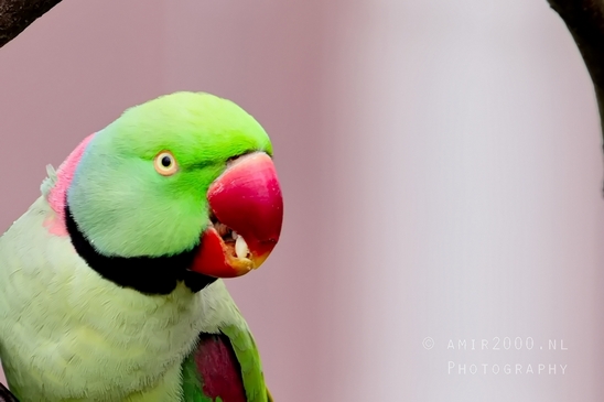 Rose_Ringed_parakeet_Psittacula_krameri_ringneck_parrot_nature_Birds_Photography_Landscape_005_Canon_EOS_5D_Mark_IV.JPG