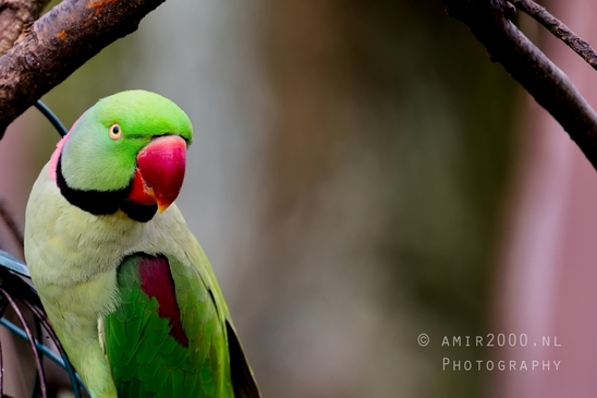 Rose_Ringed_parakeet_Psittacula_krameri_ringneck_parrot_nature_Birds_Photography_Landscape_007_Canon_EOS_5D_Mark_IV.JPG