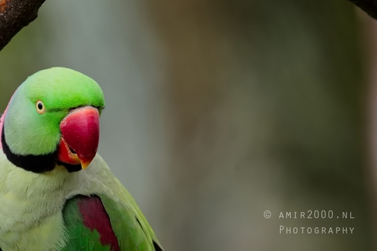 Rose_Ringed_parakeet_Psittacula_krameri_ringneck_parrot_nature_Birds_Photography_Landscape_008_Canon_EOS_5D_Mark_IV.JPG