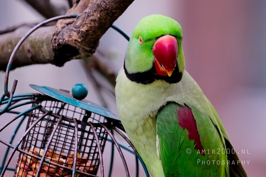 Rose_Ringed_parakeet_Psittacula_krameri_ringneck_parrot_nature_Birds_Photography_Landscape_009_Canon_EOS_5D_Mark_IV.JPG