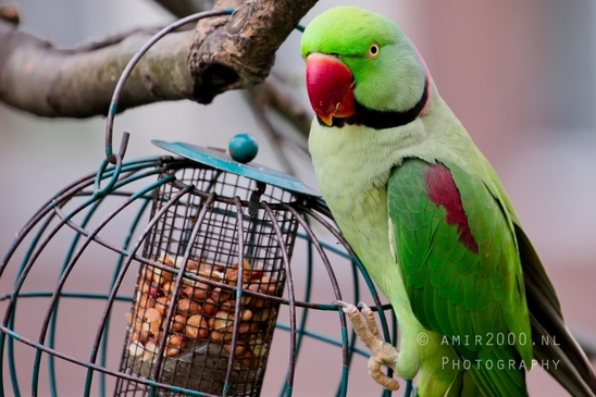 Rose_Ringed_parakeet_Psittacula_krameri_ringneck_parrot_nature_Birds_Photography_Landscape_010_Canon_EOS_5D_Mark_IV.JPG