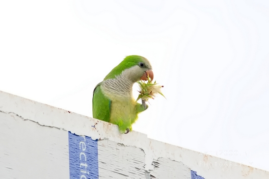 Rose_Ringed_parakeet_Psittacula_krameri_ringneck_parrot_nature_Birds_Photography_Landscape_012_Canon_EOS_5D_Mark_IV.JPG