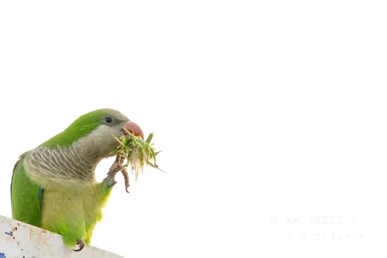 Rose_Ringed_parakeet_Psittacula_krameri_ringneck_parrot_nature_Birds_Photography_Landscape_013_Canon_EOS_5D_Mark_IV.JPG
