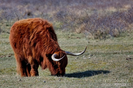 Schotse_hooglander_Scottish_Highland_cattle_Dutch_nature_the_Netherlands_Landscape_Photography_005_Canon_EOS_5D_Mark_IV.JPG