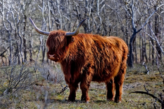 Schotse_hooglander_Scottish_Highland_cattle_Dutch_nature_the_Netherlands_Landscape_Photography_009_Canon_EOS_5D_Mark_IV.JPG