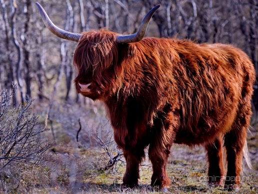 Schotse_hooglander_Scottish_Highland_cattle_Dutch_nature_the_Netherlands_Landscape_Photography_010_Canon_EOS_5D_Mark_IV.JPG