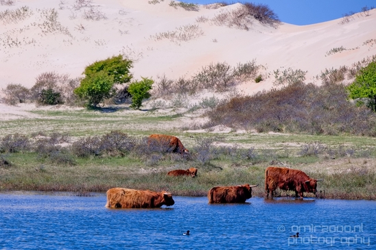 Schotse_hooglander_Scottish_Highland_cattle_Dutch_nature_the_Netherlands_Landscape_Photography_012_Canon_EOS_5D_Mark_IV.JPG