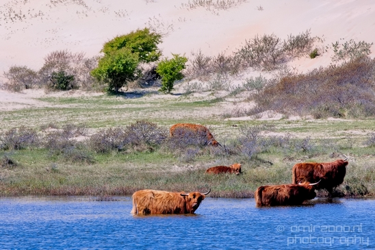 Schotse_hooglander_Scottish_Highland_cattle_Dutch_nature_the_Netherlands_Landscape_Photography_013_Canon_EOS_5D_Mark_IV.JPG