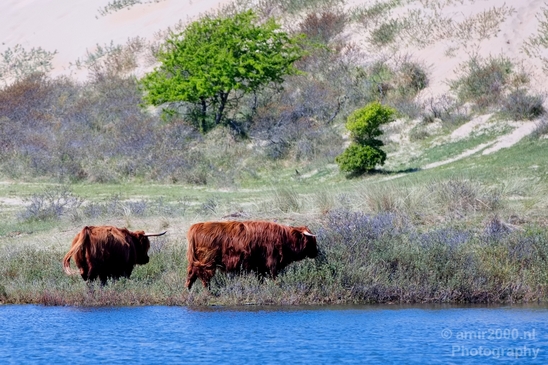 Schotse_hooglander_Scottish_Highland_cattle_Dutch_nature_the_Netherlands_Landscape_Photography_014_Canon_EOS_5D_Mark_IV.JPG