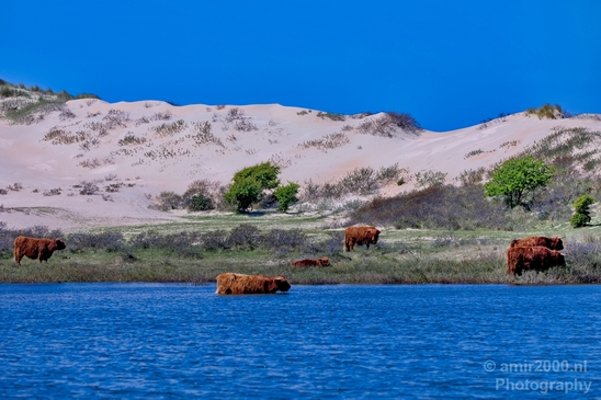 Schotse_hooglander_Scottish_Highland_cattle_Dutch_nature_the_Netherlands_Landscape_Photography_015_Canon_EOS_5D_Mark_IV.JPG