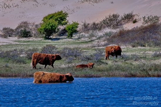 Schotse_hooglander_Scottish_Highland_cattle_Dutch_nature_the_Netherlands_Landscape_Photography_016_Canon_EOS_5D_Mark_IV.JPG