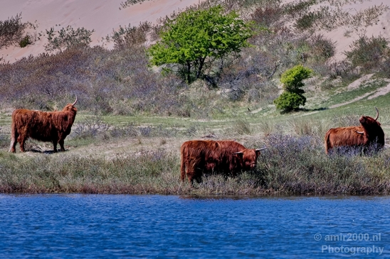 Schotse_hooglander_Scottish_Highland_cattle_Dutch_nature_the_Netherlands_Landscape_Photography_017_Canon_EOS_5D_Mark_IV.JPG