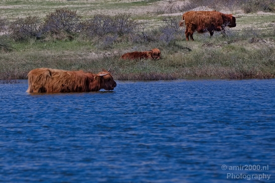 Schotse_hooglander_Scottish_Highland_cattle_Dutch_nature_the_Netherlands_Landscape_Photography_018_Canon_EOS_5D_Mark_IV.JPG