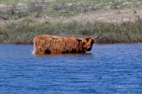 Schotse_hooglander_Scottish_Highland_cattle_Dutch_nature_the_Netherlands_Landscape_Photography_019_Canon_EOS_5D_Mark_IV.JPG