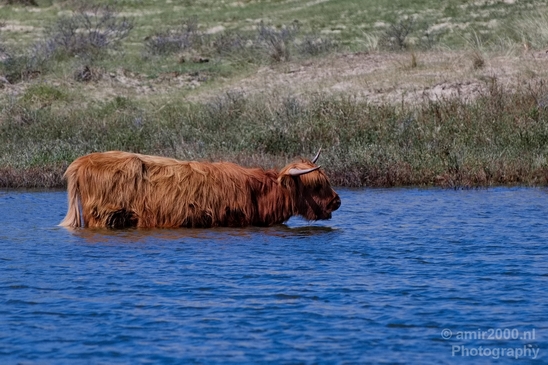 Schotse_hooglander_Scottish_Highland_cattle_Dutch_nature_the_Netherlands_Landscape_Photography_020_Canon_EOS_5D_Mark_IV.JPG