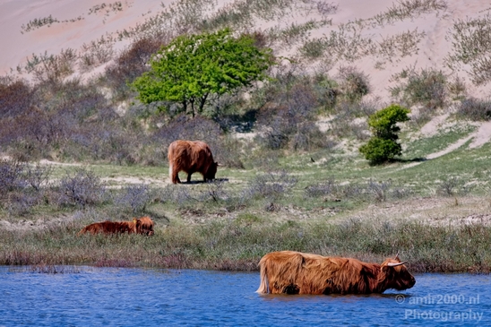 Schotse_hooglander_Scottish_Highland_cattle_Dutch_nature_the_Netherlands_Landscape_Photography_021_Canon_EOS_5D_Mark_IV.JPG