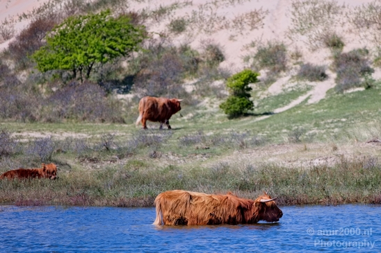 Schotse_hooglander_Scottish_Highland_cattle_Dutch_nature_the_Netherlands_Landscape_Photography_022_Canon_EOS_5D_Mark_IV.JPG