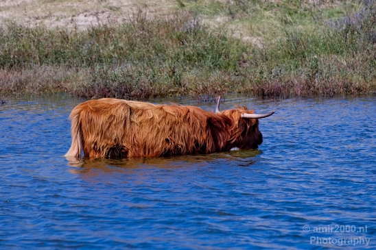 Schotse_hooglander_Scottish_Highland_cattle_Dutch_nature_the_Netherlands_Landscape_Photography_023_Canon_EOS_5D_Mark_IV.JPG