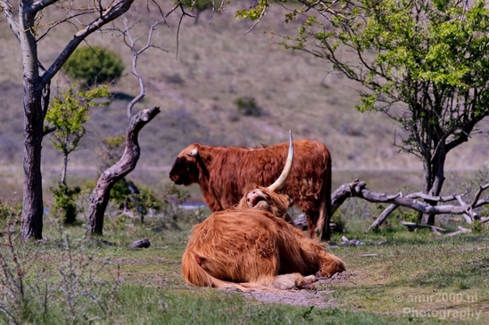 Schotse_hooglander_Scottish_Highland_cattle_Dutch_nature_the_Netherlands_Landscape_Photography_024_Canon_EOS_5D_Mark_IV.JPG