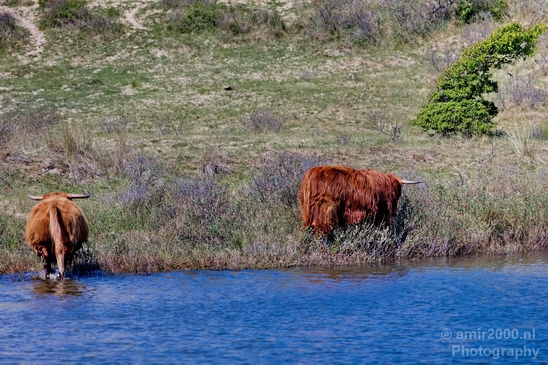 Schotse_hooglander_Scottish_Highland_cattle_Dutch_nature_the_Netherlands_Landscape_Photography_025_Canon_EOS_5D_Mark_IV.JPG