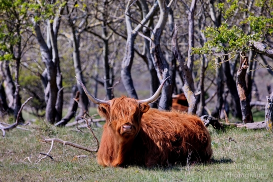 Schotse_hooglander_Scottish_Highland_cattle_Dutch_nature_the_Netherlands_Landscape_Photography_026_Canon_EOS_5D_Mark_IV.JPG