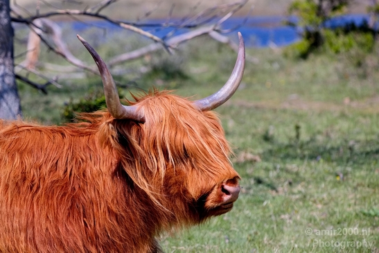 Schotse_hooglander_Scottish_Highland_cattle_Dutch_nature_the_Netherlands_Landscape_Photography_027_Canon_EOS_5D_Mark_IV.JPG