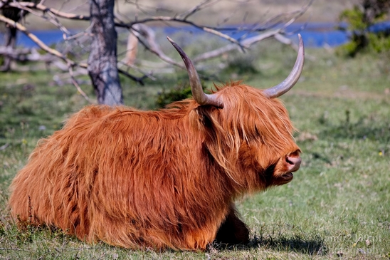 Schotse_hooglander_Scottish_Highland_cattle_Dutch_nature_the_Netherlands_Landscape_Photography_028_Canon_EOS_5D_Mark_IV.JPG