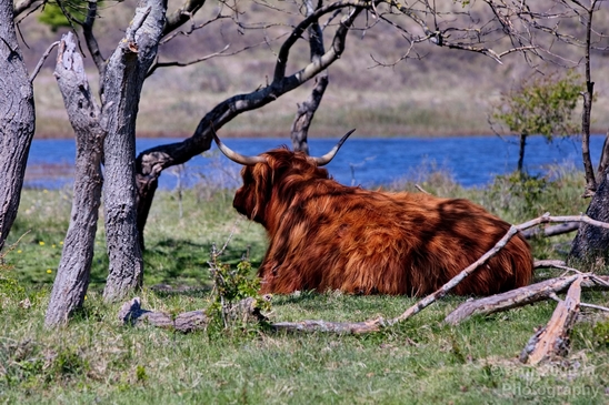 Schotse_hooglander_Scottish_Highland_cattle_Dutch_nature_the_Netherlands_Landscape_Photography_029_Canon_EOS_5D_Mark_IV.JPG