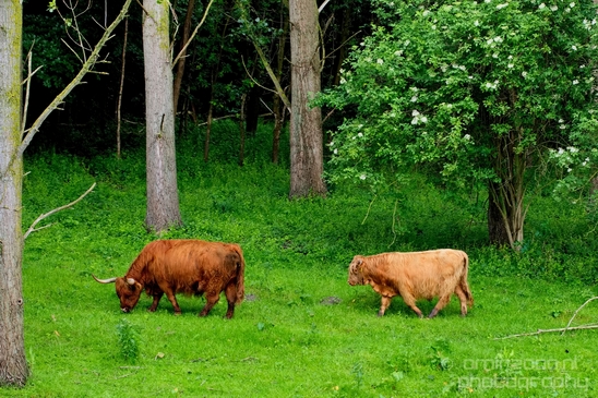 Schotse_hooglander_Scottish_Highland_cattle_Dutch_nature_the_Netherlands_Landscape_Photography_030_Canon_EOS_5D_Mark_IV.JPG
