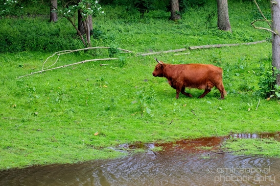 Schotse_hooglander_Scottish_Highland_cattle_Dutch_nature_the_Netherlands_Landscape_Photography_031_Canon_EOS_5D_Mark_IV.JPG