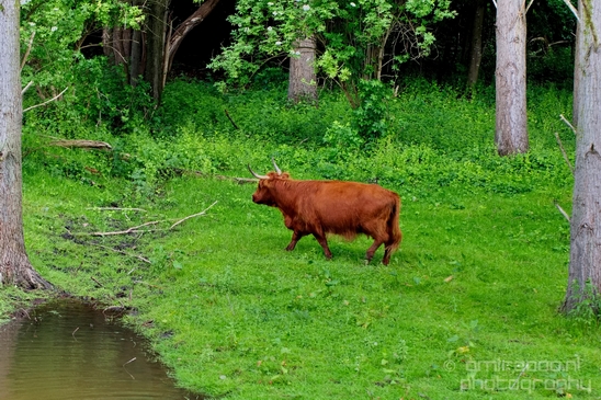 Schotse_hooglander_Scottish_Highland_cattle_Dutch_nature_the_Netherlands_Landscape_Photography_032_Canon_EOS_5D_Mark_IV.JPG