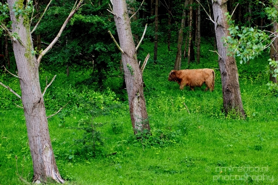 Schotse_hooglander_Scottish_Highland_cattle_Dutch_nature_the_Netherlands_Landscape_Photography_033_Canon_EOS_5D_Mark_IV.JPG