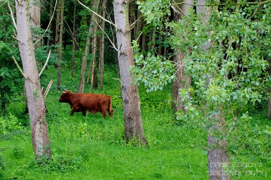 Schotse_hooglander_Scottish_Highland_cattle_Dutch_nature_the_Netherlands_Landscape_Photography_034_Canon_EOS_5D_Mark_IV.JPG