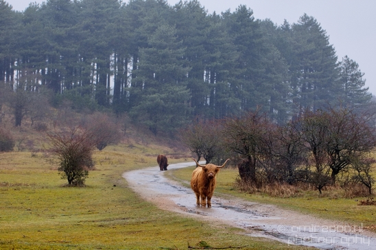 Schotse_hooglander_Scottish_Highland_cattle_Dutch_nature_the_Netherlands_Landscape_Photography_035_Canon_EOS_5D_Mark_IV.JPG