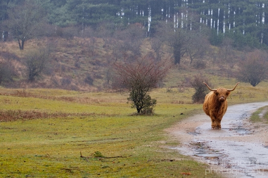 Schotse_hooglander_Scottish_Highland_cattle_Dutch_nature_the_Netherlands_Landscape_Photography_036_Canon_EOS_5D_Mark_IV.JPG