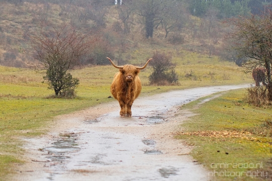 Schotse_hooglander_Scottish_Highland_cattle_Dutch_nature_the_Netherlands_Landscape_Photography_037_Canon_EOS_5D_Mark_IV.JPG