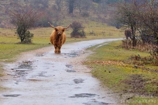 Schotse_hooglander_Scottish_Highland_cattle_Dutch_nature_the_Netherlands_Landscape_Photography_038_Canon_EOS_5D_Mark_IV.JPG