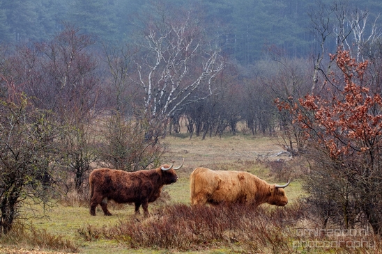 Schotse_hooglander_Scottish_Highland_cattle_Dutch_nature_the_Netherlands_Landscape_Photography_039_Canon_EOS_5D_Mark_IV.JPG
