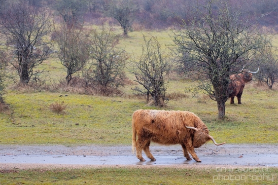 Schotse_hooglander_Scottish_Highland_cattle_Dutch_nature_the_Netherlands_Landscape_Photography_040_Canon_EOS_5D_Mark_IV.JPG