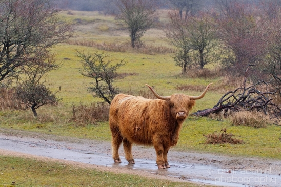 Schotse_hooglander_Scottish_Highland_cattle_Dutch_nature_the_Netherlands_Landscape_Photography_041_Canon_EOS_5D_Mark_IV.JPG