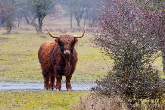Schotse_hooglander_Scottish_Highland_cattle_Dutch_nature_the_Netherlands_Landscape_Photography_042_Canon_EOS_5D_Mark_IV.JPG
