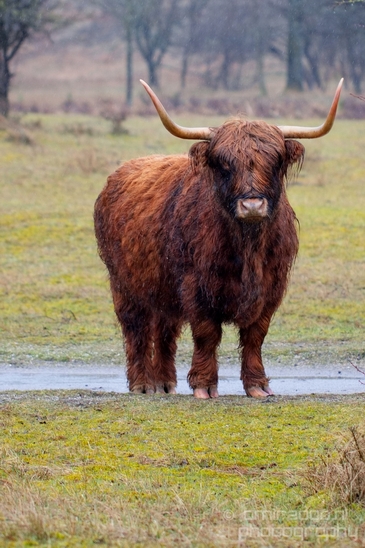Schotse_hooglander_Scottish_Highland_cattle_Dutch_nature_the_Netherlands_Landscape_Photography_043_Canon_EOS_5D_Mark_IV.JPG